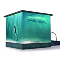 baleine